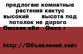 предлогаю комнатные растения кактус высокий 2 70 высота под потолок не дорого - Омская обл., Омск г.  »    